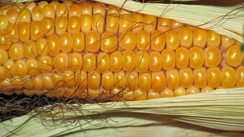 corn-190014_1920